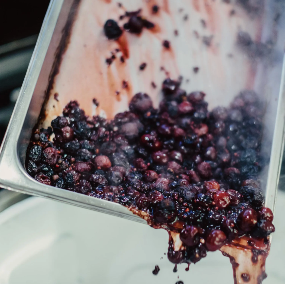Freshly harvested dark purple berries, likely blackberries or blueberries, being poured from a stainless steel container into a white bowl, with juice dripping down.